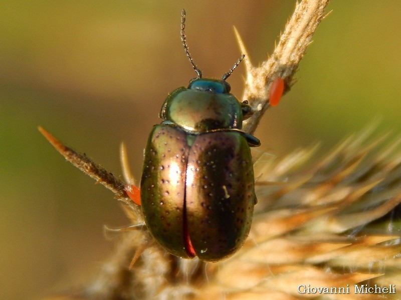 Chrysolina hyperici, Chrysomelidae
